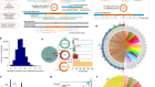 Nuclear-embedded mitochondrial DNA sequences in 66,083 human genomes