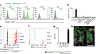 Neuropeptide regulation of non-redundant ILC2 responses at barrier surfaces