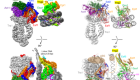 Structure of the NuA4 acetyltransferase complex bound to the nucleosome