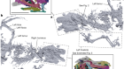 Synchrotron tomography of a stem lizard elucidates early squamate anatomy