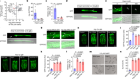 HRG-9 homologues regulate haem trafficking from haem-enriched compartments