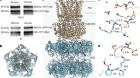 Bestrophin-2 and glutamine synthetase form a complex for glutamate release