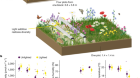 Light competition drives herbivore and nutrient effects on plant diversity