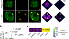 Histone H2B.8 compacts flowering plant sperm through chromatin phase separation