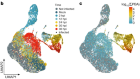 A spatiotemporally resolved single-cell atlas of the Plasmodium liver stage