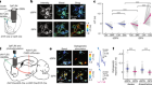 Locomotion activates PKA through dopamine and adenosine in striatal neurons