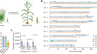 THP9 enhances seed protein content and nitrogen-use efficiency in maize