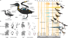 白垩纪鸟椋鸟支持一个新冠鸟祖先