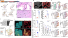 Ras drives malignancy through stem cell crosstalk with the microenvironment
