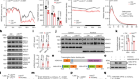 A signalling pathway for transcriptional regulation of sleep amount in mice