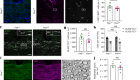小胶质细胞调节中枢神经系统髓鞘的生长和完整性