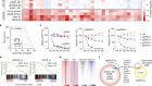 表观遗传重编程BRD8维护胶质母细胞瘤的p53网络