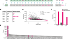 Short tRNA anticodon stem and mutant eRF1 allow stop codon reassignment