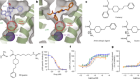 Structure-based design of bitopic ligands for the µ-opioid receptor