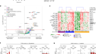 γδ T cells are effectors of immunotherapy in cancers with HLA class I defects