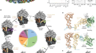 Visualization of translation and protein biogenesis at the ER membrane