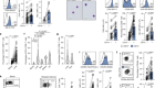 Tissue CD14+CD8+ T cells reprogrammed by myeloid cells and modulated by LPS