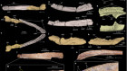 Triassic stem caecilian supports dissorophoid origin of living amphibians