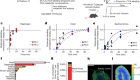Slow TCA flux and ATP production in primary solid tumours but not metastases