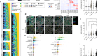 Single-cell spatial landscapes of the lung tumour immune microenvironment