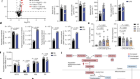 Macrophage fumarate hydratase restrains mtRNA-mediated interferon production