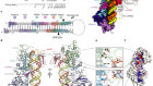 Structure of the human DICER–pre-miRNA complex in a dicing state