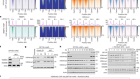 H3K4me3 regulates RNA polymerase II promoter-proximal pause-release