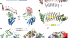 Structural basis for GSDMB pore formation and its targeting by IpaH7.8