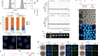 Generation of functional oocytes from male mice in vitro
