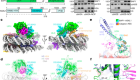 Basis of the H2AK119 specificity of the Polycomb repressive deubiquitinase