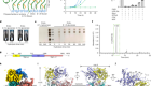 Structural and mechanistic insights into fungal β-1,3-glucan synthase FKS1