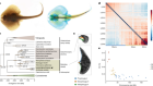 小鳐鱼的基因组和翼状鳍的进化出现