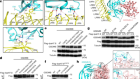 Structural mechanisms for regulation of GSDMB pore-forming activity