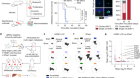 STING inhibits the reactivation of dormant metastasis in lung adenocarcinoma