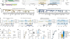 Large-scale mapping and mutagenesis of human transcriptional effector domains