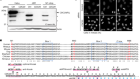 Alternative CDC20 translational isoforms tune mitotic arrest duration