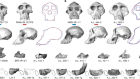 Reappraising the palaeobiology of Australopithecus