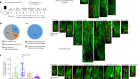 Dedifferentiation maintains melanocyte stem cells in a dynamic niche