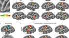 alt somato-cognitive行动网络ernates with effector regions in motor cortex