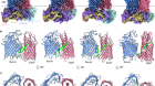 Structural basis of BAM-mediated outer membrane β-barrel protein assembly