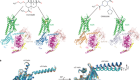 Ligand and G-protein selectivity in the κ-opioid receptor