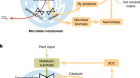 Microbial carbon use efficiency promotes global soil carbon storage