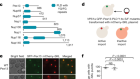 Peroxisome biogenesis initiated by protein phase separation