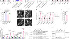 EDA2R–NIK signalling promotes muscle atrophy linked to cancer cachexia