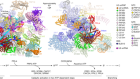 Structural basis of catalytic activation in human splicing