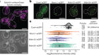 In situ architecture of the ER–mitochondria encounter structure