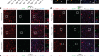 Ptbp1 deletion does not induce astrocyte-to-neuron conversion