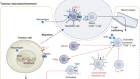The complementarity of DDR, nucleic acids and anti-tumour immunity