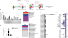 Microbial peptides activate tumour-infiltrating lymphocytes in glioblastoma