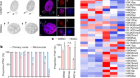 Epigenetic dysregulation from chromosomal transit in micronuclei
